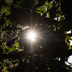 Sonnenblitz
