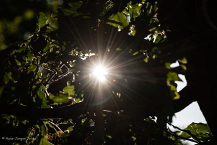 Sonnenblitz