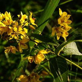 Fotospaziergang Wesloer Moor 08.07.2024