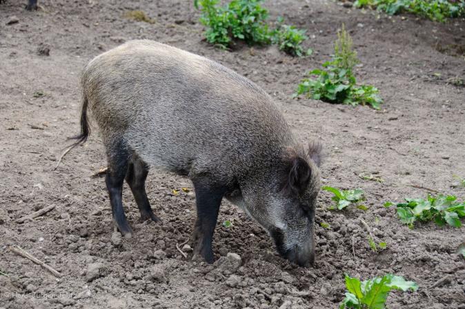 Wildschwein in Trappenkamp