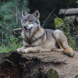 Sommerfest 2018 im Wildpark Eekholt