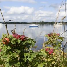 An der Schlei