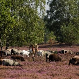 Fototour in die Lüneburger Heide 29.-30.08.2020