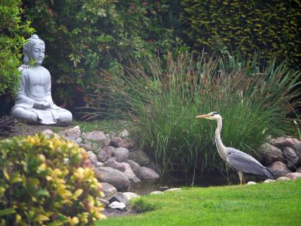 Reiher am Gartenteich